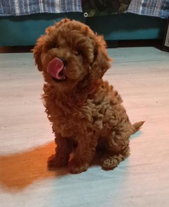 ANNE ALTINDAN UYGUN ORJİNAL POODLE BEBEKLER