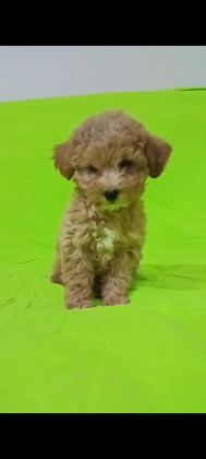 ANNE ALTINDAN UYGUN ORJİNAL POODLE BEBEKLER