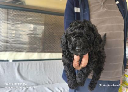 BİTTER ÇİKOLATALI POODLE