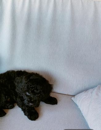 BİTTER ÇİKOLATALI POODLE