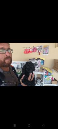 BİTTER ÇİKOLATALI POODLE
