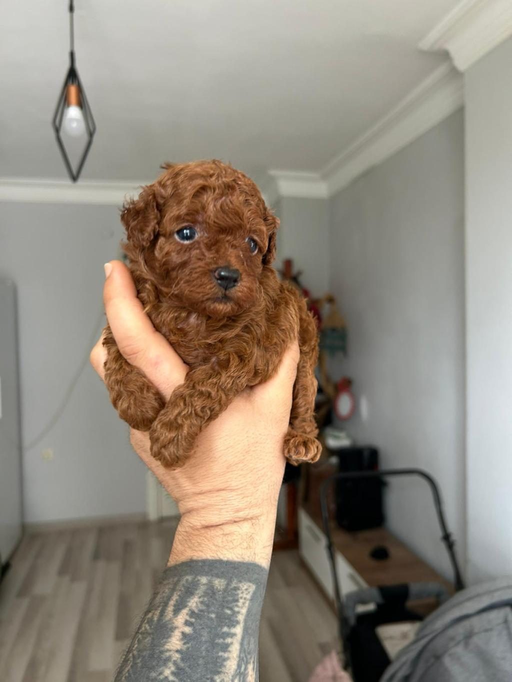 KORE KAN RED POODLE