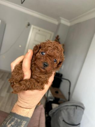 KORE KAN RED POODLE