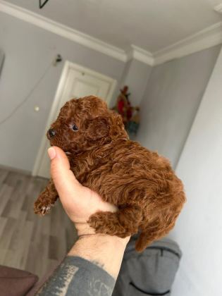 KORE KAN RED POODLE