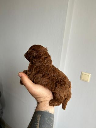 KORE KAN RED POODLE
