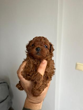 KORE KAN RED POODLE