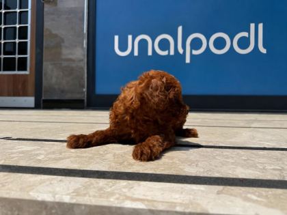 TOY POODLE RED BROWN DİŞİ VE ERKEK