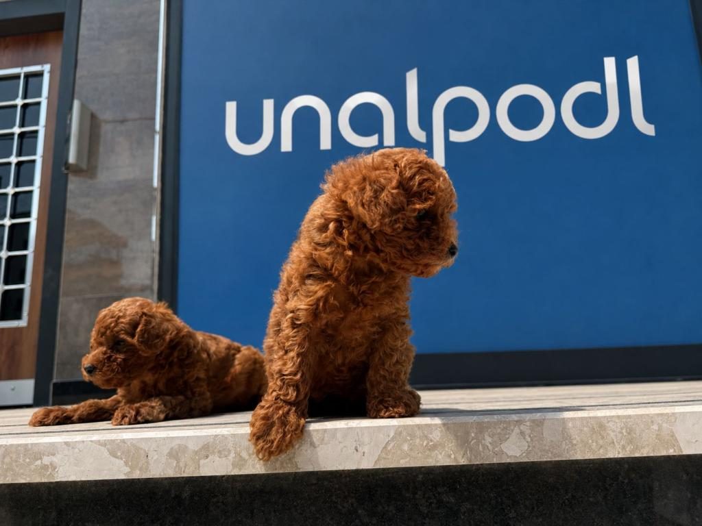 TOY POODLE RED BROWN DİŞİ VE ERKEK