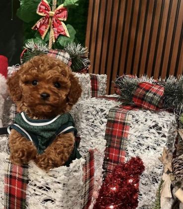 2.5 AYLIK DİŞİ VE ERKEK POODLE YAVRULARIMIZ