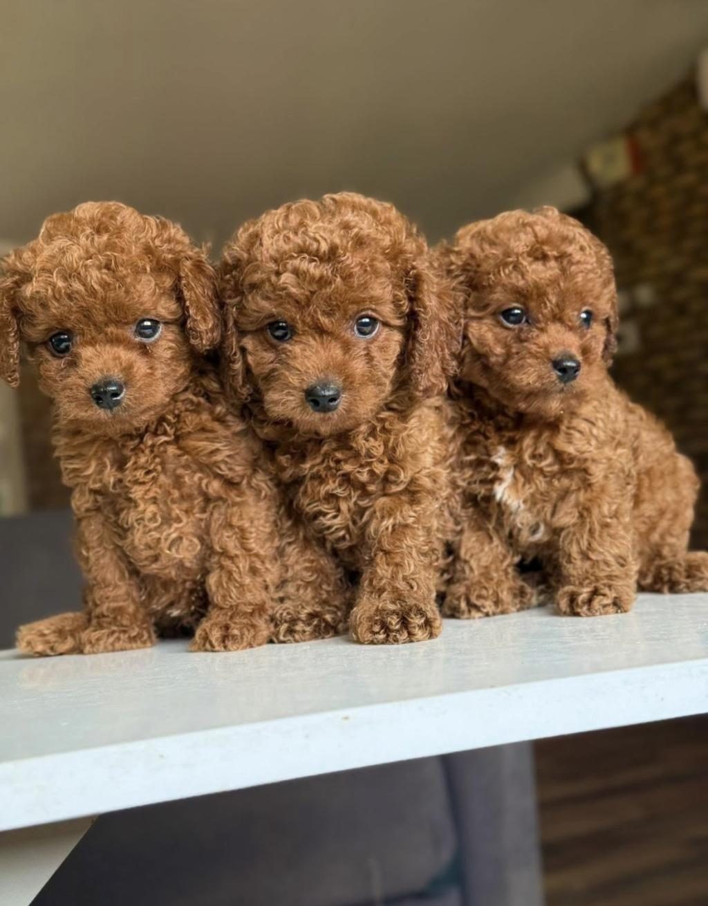 2.5 AYLIK DİŞİ VE ERKEK POODLE YAVRULARIMIZ