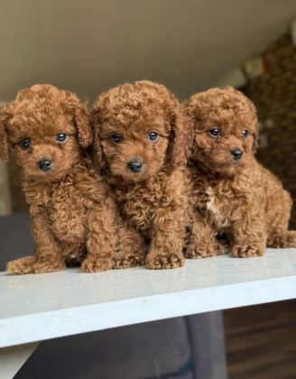 2.5 AYLIK DİŞİ VE ERKEK POODLE YAVRULARIMIZ