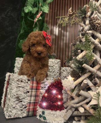 2.5 AYLIK DİŞİ VE ERKEK POODLE YAVRULARIMIZ