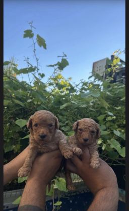 RED MİNİ POODLE YAVRULAR
