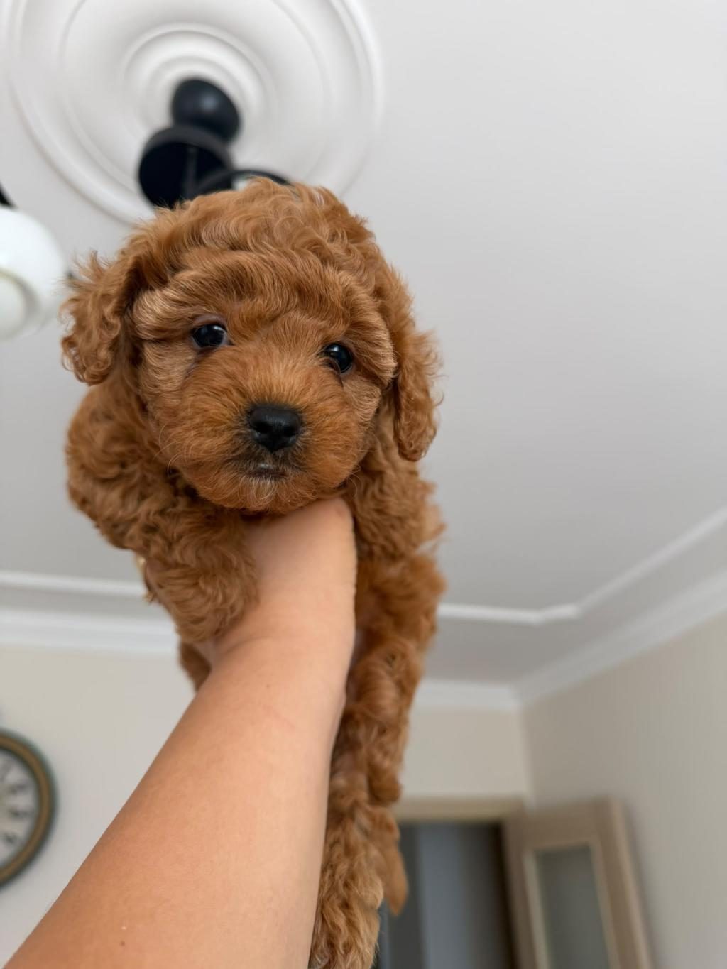 UYGUN FİYATA TOY POODLE DİŞİ