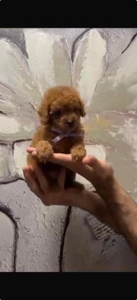 UYGUN FİYATA TOY POODLE DİŞİ