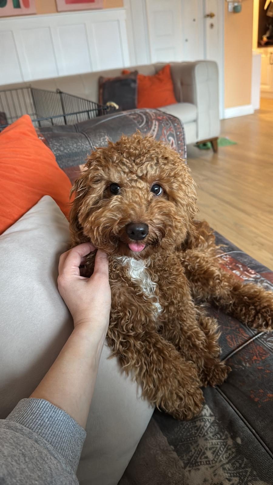 10 AYLIK POODLE HER ŞEYİ HAZIR