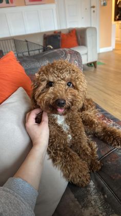 10 AYLIK POODLE HER ŞEYİ HAZIR
