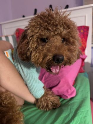 10 AYLIK POODLE HER ŞEYİ HAZIR