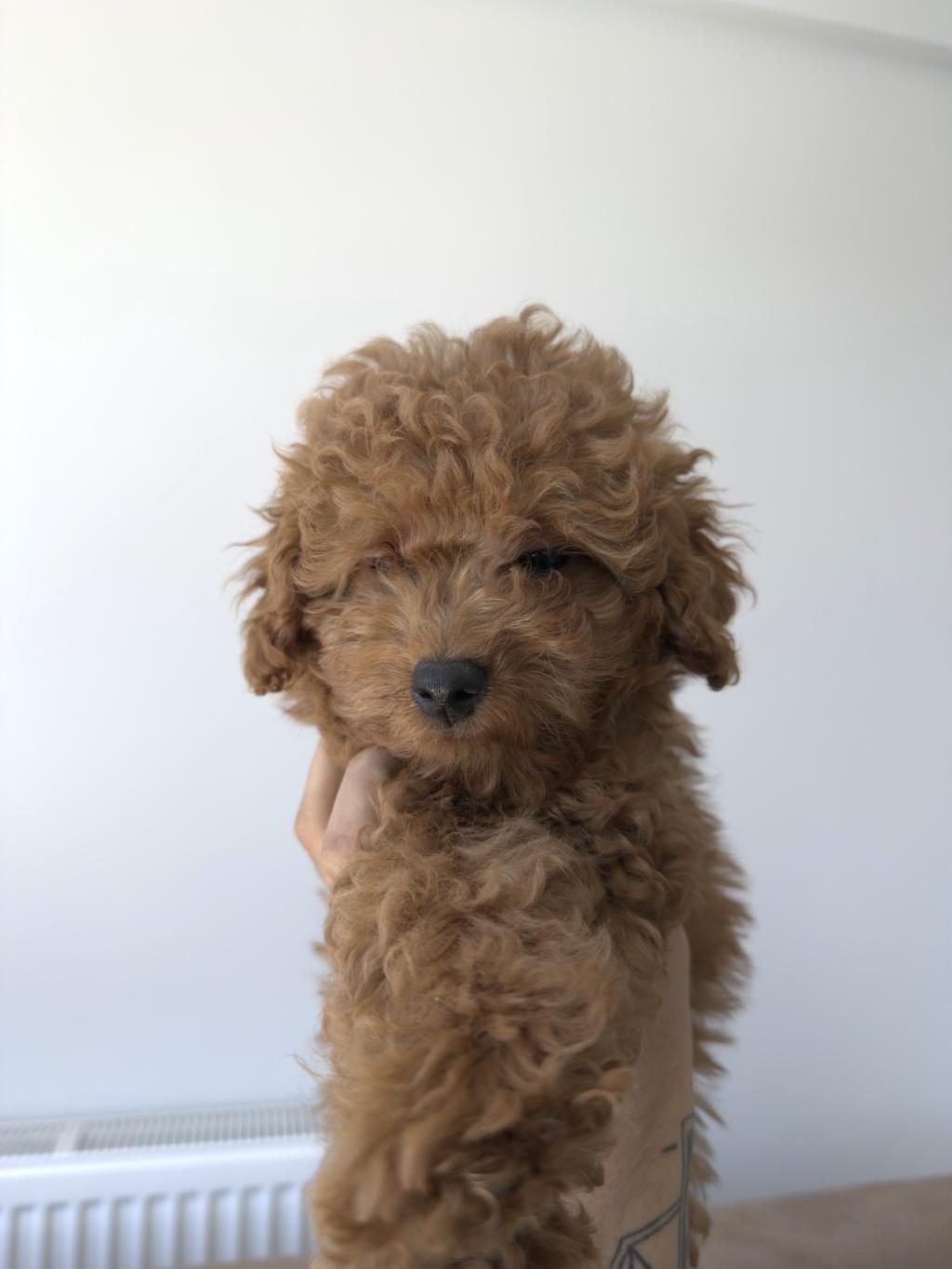 ORİJİNAL POODLE