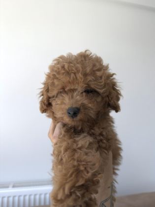 ORİJİNAL POODLE