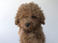 ORİJİNAL POODLE