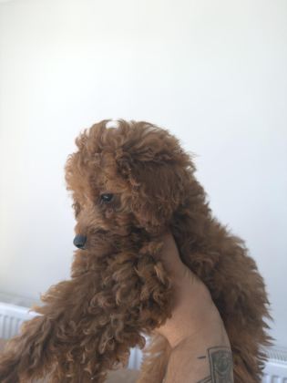 ORİJİNAL POODLE
