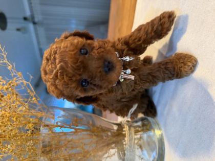 SAFKAN 1 ERKEK VE 1 DİŞİ TOY POODLE