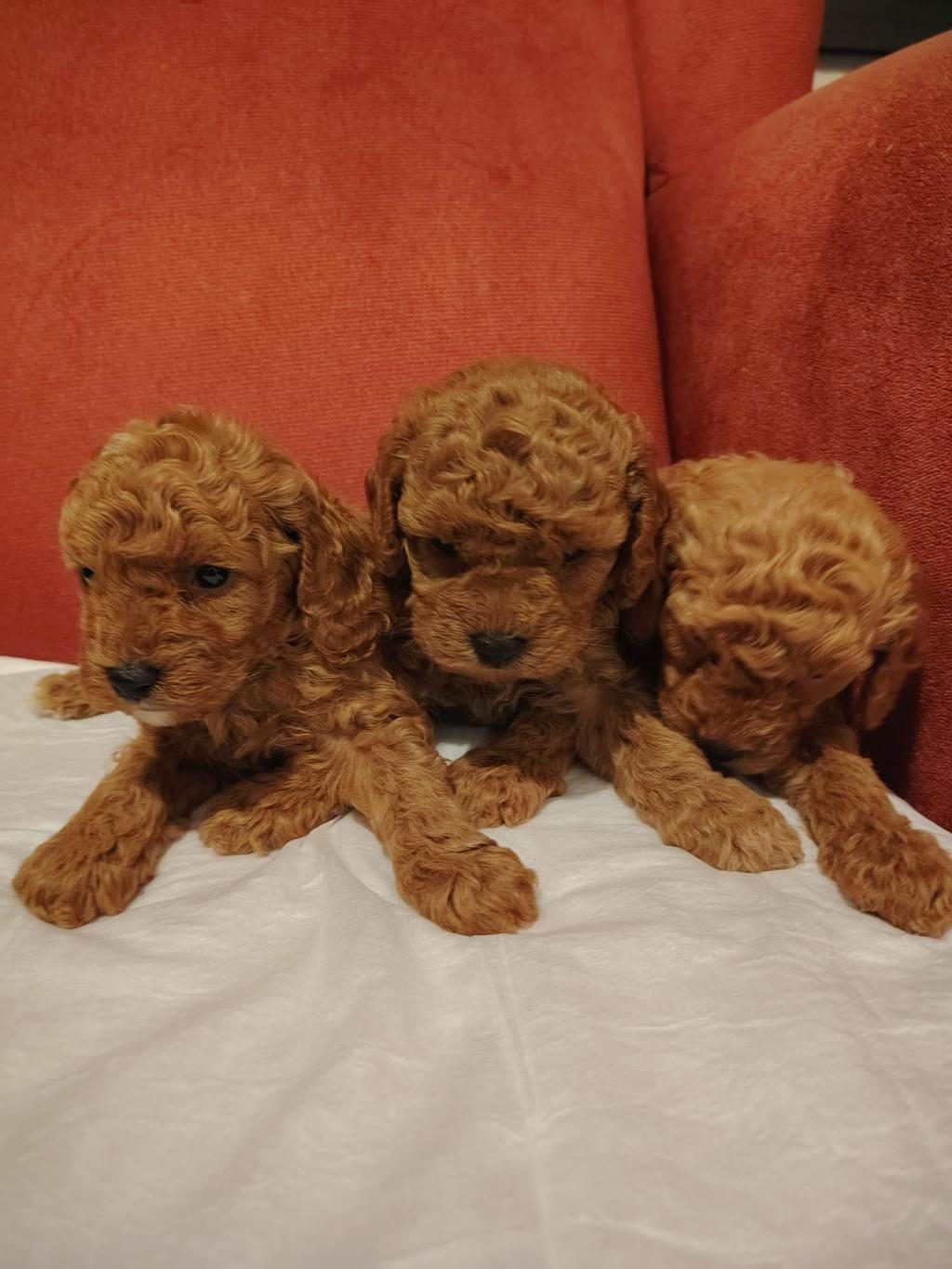 2 AYLIK TOY POODLE