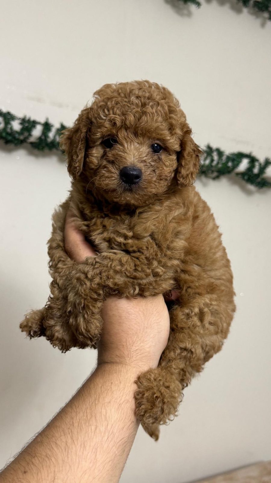 TOY POODLE KORE KAN MİNİKLER