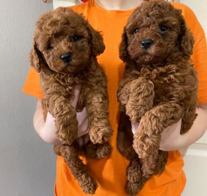 KİLO GARANTİLİ TOY POODLE VE KORE YAVRULARIMIZ