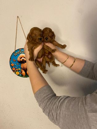 KİLO GARANTİLİ TOY POODLE VE KORE YAVRULARIMIZ