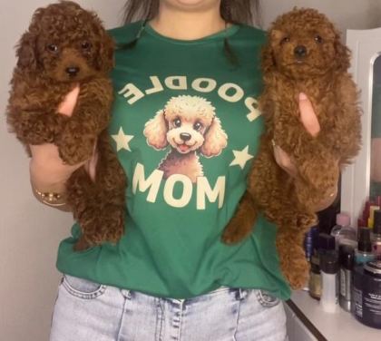 KİLO GARANTİLİ TOY POODLE VE KORE YAVRULARIMIZ