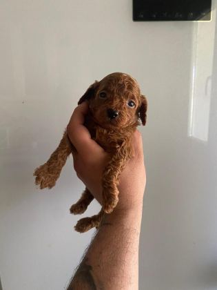 KİLO GARANTİLİ TOY POODLE VE KORE YAVRULARIMIZ