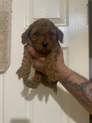 KİLO GARANTİLİ TOY POODLE VE KORE YAVRULARIMIZ