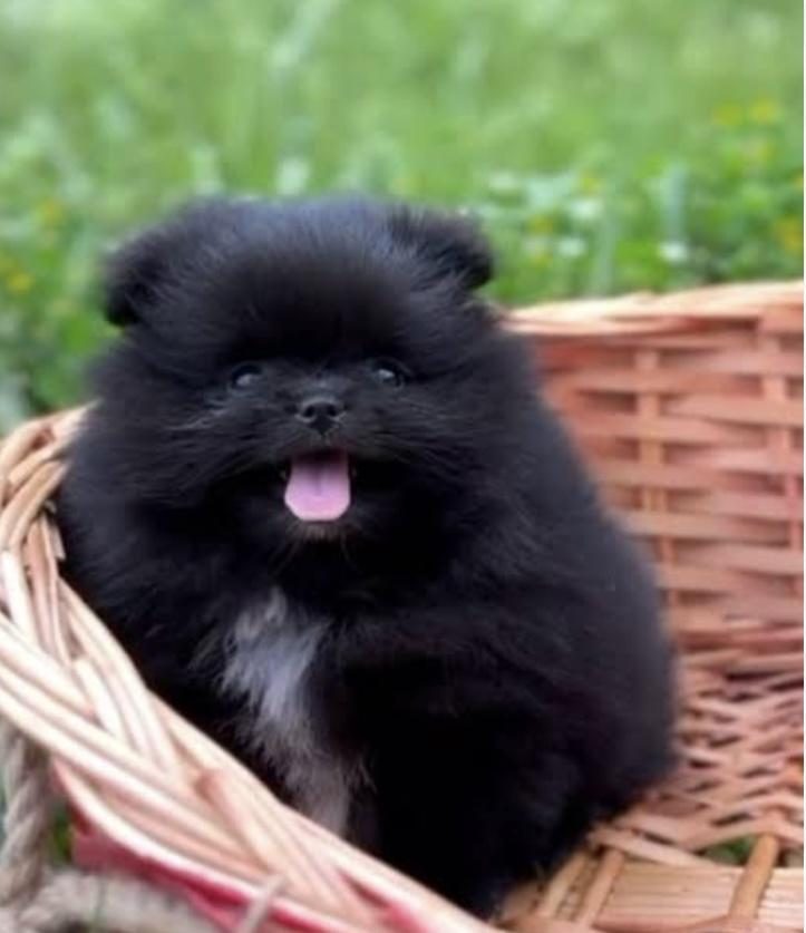 POMERANİAN BOO SİYAH ERKEK
