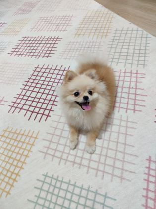 POMERANİAN BOO MİNİ BOY