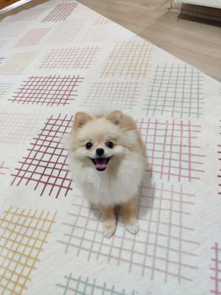 POMERANİAN BOO MİNİ BOY
