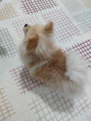POMERANİAN BOO MİNİ BOY