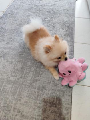 POMERANİAN BOO MİNİ BOY
