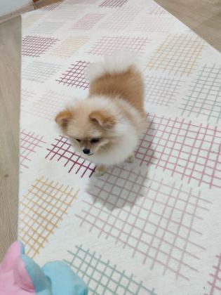POMERANİAN BOO MİNİ BOY