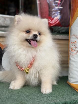 AYI SURAT TEACUP POMERANİAN YAVRULARIMIZ