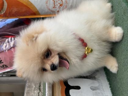 AYI SURAT TEACUP POMERANİAN YAVRULARIMIZ