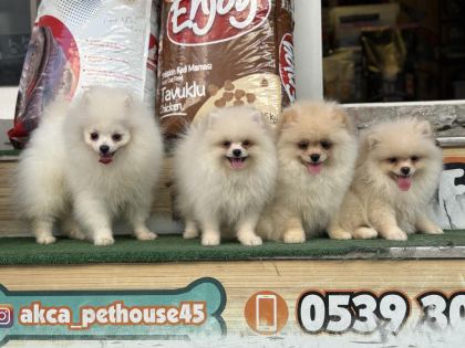 AYI SURAT TEACUP POMERANİAN YAVRULARIMIZ