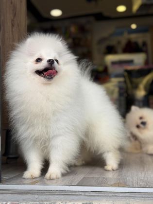 AYI SURAT TEACUP POMERANİAN YAVRULARIMIZ