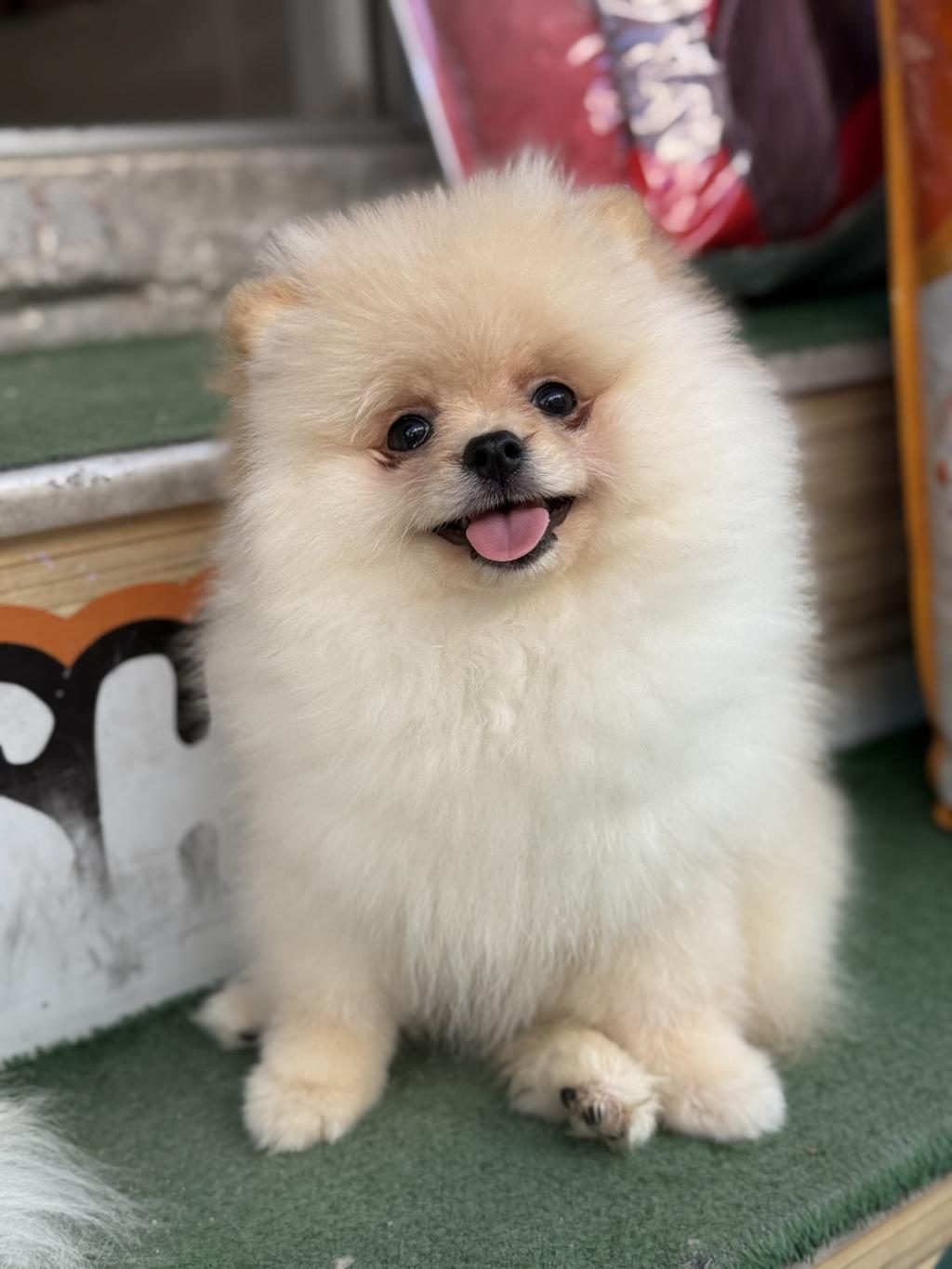 AYI SURAT TEACUP POMERANİAN YAVRULARIMIZ