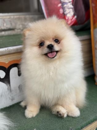 AYI SURAT TEACUP POMERANİAN YAVRULARIMIZ