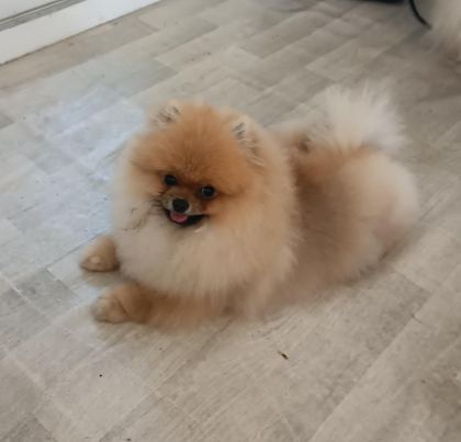 POMERANİAN BOO KÖPEĞİ