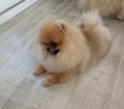 POMERANİAN BOO KÖPEĞİ