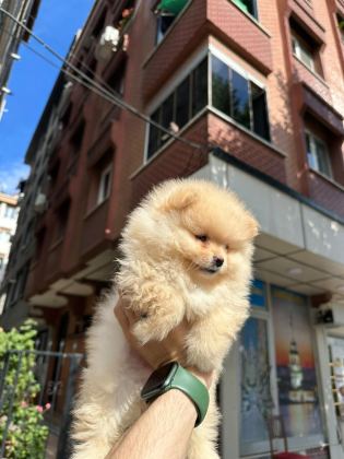 DÜNYALAR TATLISI JAPON POMERANİAN YAVRULARIMIZ
