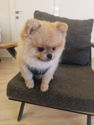 2 YAŞINDAKİ POMERANİAN BOO OĞLUMUZU VERİYORUZ